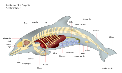 800px-Dolphin_Anatomy.svg