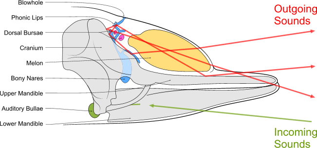 Toothed_whale_sound_production